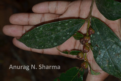 Cleistanthus malabaricus